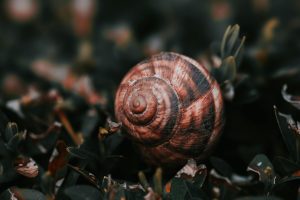 Snail Mucin Benefits for Skin: Is It Really Worth It? (2026 Guide)